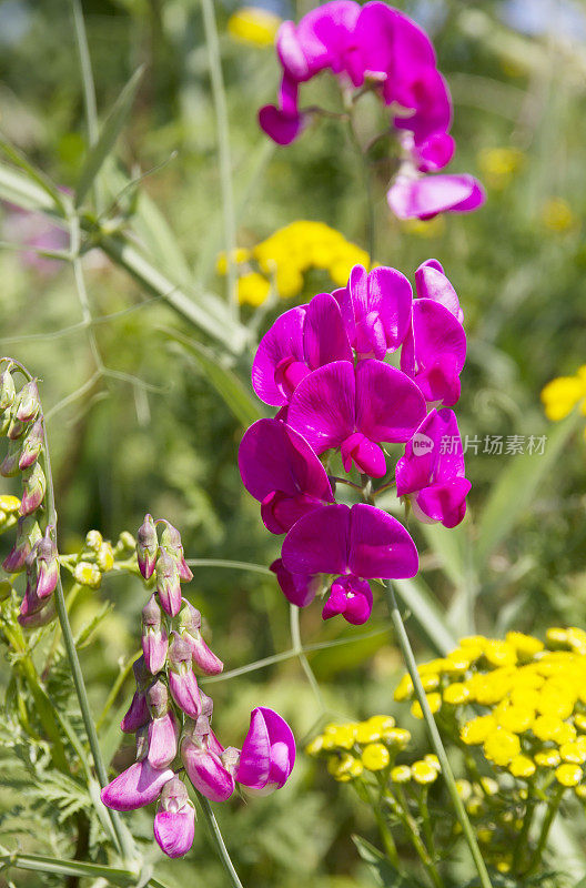 阔叶万年青豌豆(Lathyrus latifolius)